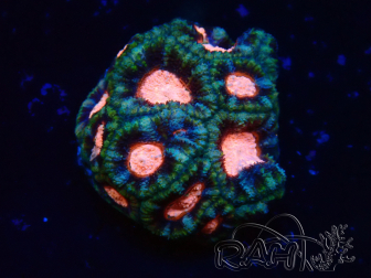 WYSIWYG Micromussa lordhowensis (ex Acanthastrea)