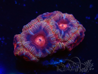 WYSIWYG Micromussa lordhowensis (ehemals Acanthastrea)