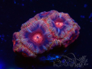 WYSIWYG Micromussa lordhowensis (formerly Acanthastrea)