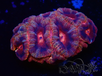 WYSIWYG Micromussa lordhowensis (formerly Acanthastrea)