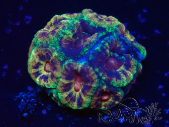 WYSIWYG Micromussa lordhowensis (antes Acanthastrea)
