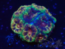 WYSIWYG Micromussa lordhowensis (ehemals Acanthastrea)
