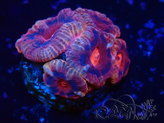 WYSIWYG Micromussa lordhowensis (formerly Acanthastrea)