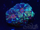WYSIWYG Micromussa lordhowensis (ehemals Acanthastrea)