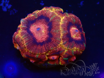 WYSIWYG Micromussa lordhowensis (ex Acanthastrea)