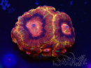 WYSIWYG Micromussa lordhowensis (ehemals Acanthastrea)