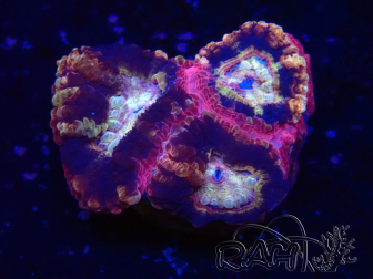 WYSIWYG Micromussa lordhowensis (formerly Acanthastrea)