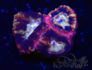 WYSIWYG Micromussa lordhowensis (ex Acanthastrea)
