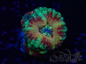 WYSIWYG Micromussa lordhowensis (ehemals Acanthastrea)