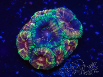 WYSIWYG Micromussa lordhowensis (ehemals Acanthastrea)