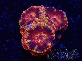 WYSIWYG Micromussa lordhowensis (formerly Acanthastrea)