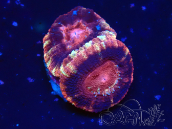 WYSIWYG Micromussa lordhowensis (formerly Acanthastrea)