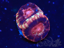 WYSIWYG Micromussa lordhowensis (ehemals Acanthastrea)