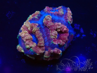 WYSIWYG Micromussa lordhowensis (formerly Acanthastrea)