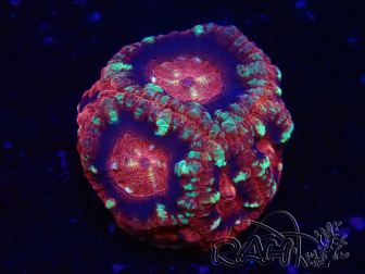 WYSIWYG Micromussa lordhowensis (ehemals Acanthastrea)