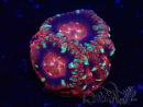 WYSIWYG Micromussa lordhowensis (ex Acanthastrea)