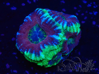 WYSIWYG Micromussa lordhowensis (antes Acanthastrea)