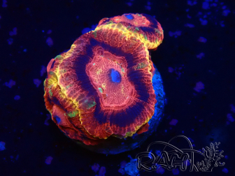 WYSIWYG Micromussa lordhowensis (antes Acanthastrea)