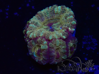 WYSIWYG Micromussa lordhowensis (ehemals Acanthastrea)