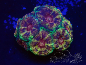 WYSIWYG Micromussa lordhowensis (ex Acanthastrea)