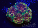 WYSIWYG Micromussa lordhowensis (ehemals Acanthastrea)