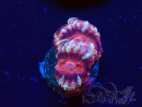 WYSIWYG Micromussa lordhowensis (antes Acanthastrea)