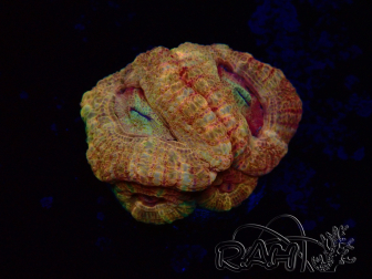 WYSIWYG Micromussa lordhowensis (ex Acanthastrea)