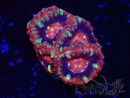 WYSIWYG Micromussa lordhowensis (ex Acanthastrea)