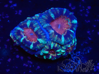 WYSIWYG Micromussa lordhowensis (ehemals Acanthastrea)