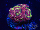 WYSIWYG Micromussa lordhowensis (ex Acanthastrea)