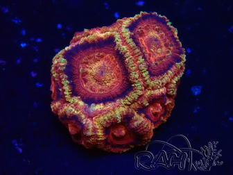 WYSIWYG Micromussa lordhowensis (antes Acanthastrea)