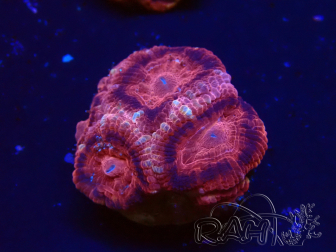 WYSIWYG Micromussa lordhowensis (ex Acanthastrea)