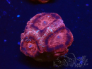 WYSIWYG Micromussa lordhowensis (ehemals Acanthastrea)