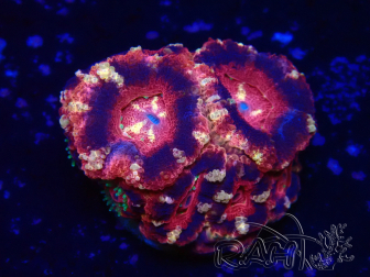 WYSIWYG Micromussa lordhowensis (ehemals Acanthastrea)