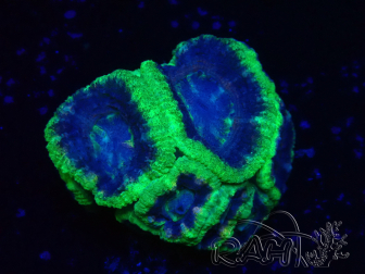 WYSIWYG Micromussa lordhowensis (formerly Acanthastrea)