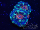 WYSIWYG Micromussa lordhowensis (formerly Acanthastrea)