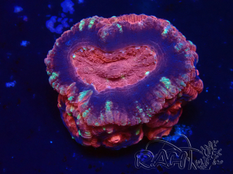 WYSIWYG Micromussa lordhowensis (ehemals Acanthastrea)