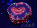 WYSIWYG Micromussa lordhowensis (formerly Acanthastrea)