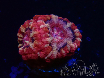 WYSIWYG Micromussa lordhowensis (formerly Acanthastrea)