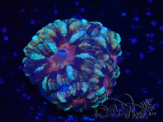 WYSIWYG Micromussa lordhowensis (ehemals Acanthastrea)