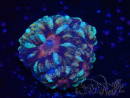 WYSIWYG Micromussa lordhowensis (antes Acanthastrea)