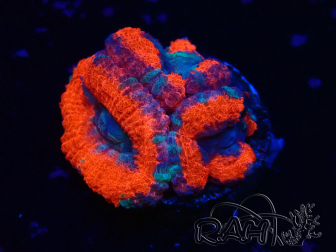 WYSIWYG Micromussa lordhowensis (ehemals Acanthastrea)