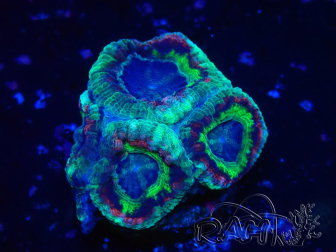 WYSIWYG Micromussa lordhowensis (formerly Acanthastrea)