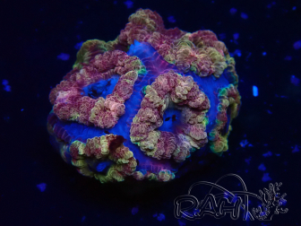 WYSIWYG Micromussa lordhowensis INDO (ex Acanthastrea) 25N4