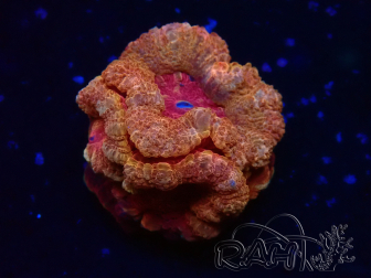 WYSIWYG Micromussa lordhowensis (ehemals Acanthastrea)