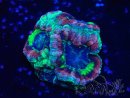 WYSIWYG Micromussa lordhowensis (antes Acanthastrea)