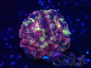 WYSIWYG Micromussa lordhowensis (ehemals Acanthastrea)