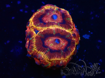 WYSIWYG Micromussa lordhowensis (ehemals Acanthastrea)