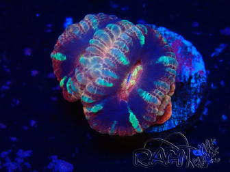 WYSIWYG Micromussa lordhowensis (ehemals Acanthastrea)