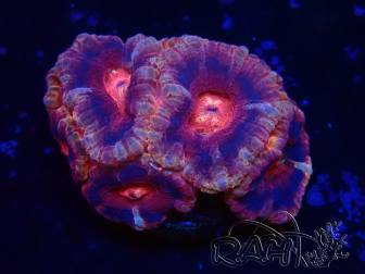 WYSIWYG Micromussa lordhowensis (ehemals Acanthastrea)